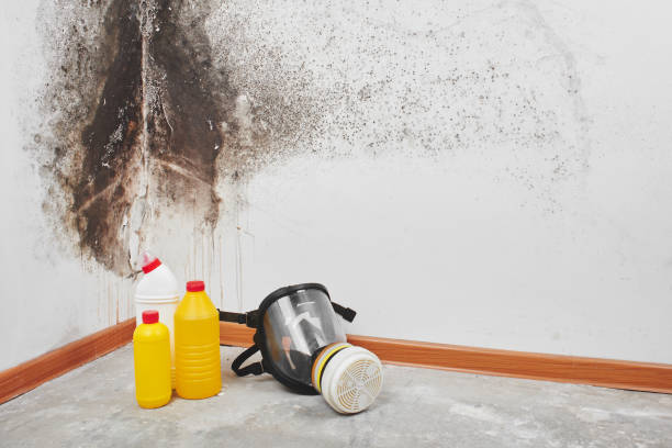 Best Mold Damage Repair  in Logan, OH