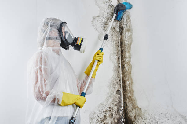 Best Toxic Mold Removal  in Logan, OH