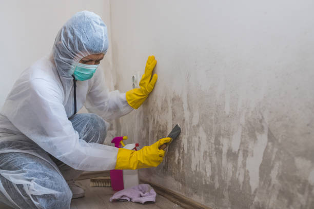 Best Local Mold Removal Service  in Logan, OH