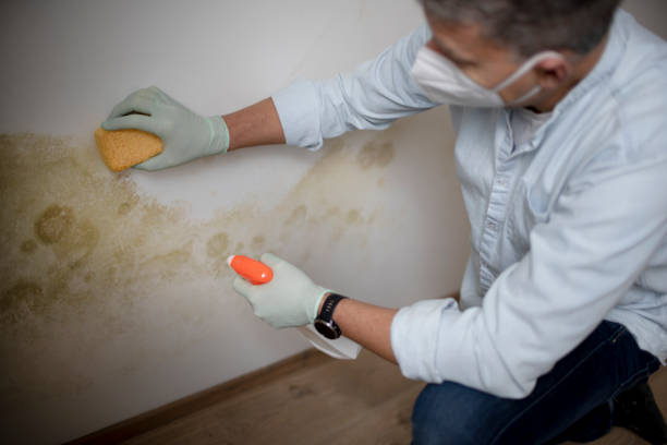 Best Black Mold Removal  in Logan, OH