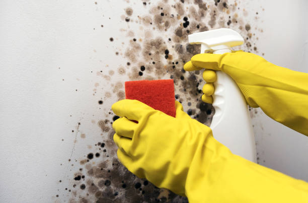 Best Mold Removal Company Near Me  in Logan, OH