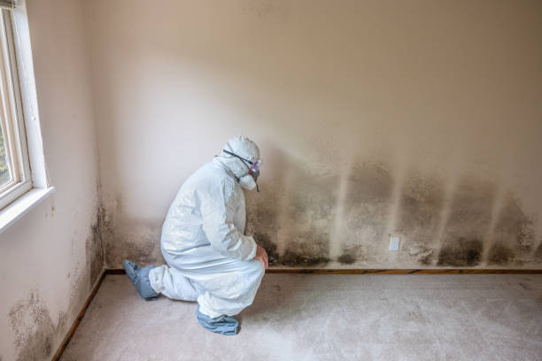 Best Mold Removal and Inspection  in Logan, OH