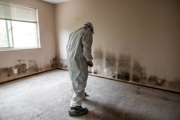 Best Mold Remediation  in Logan, OH