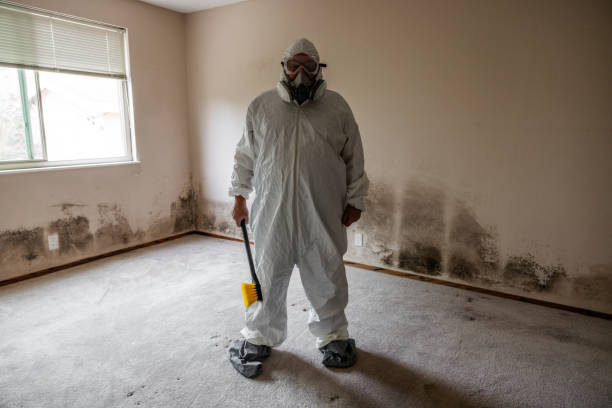 Best Best Mold Removal Companies  in Logan, OH