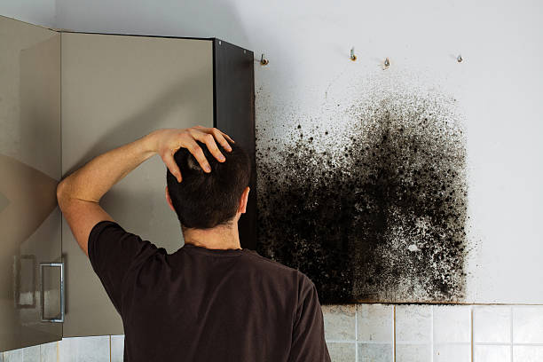 Best Office Mold Removal Services  in Logan, OH